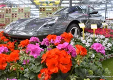 Some beautiful flowers, these are the Trend Red Scarlet and the Medio Amethyst. You'll almost miss the Ferrari in the background.
